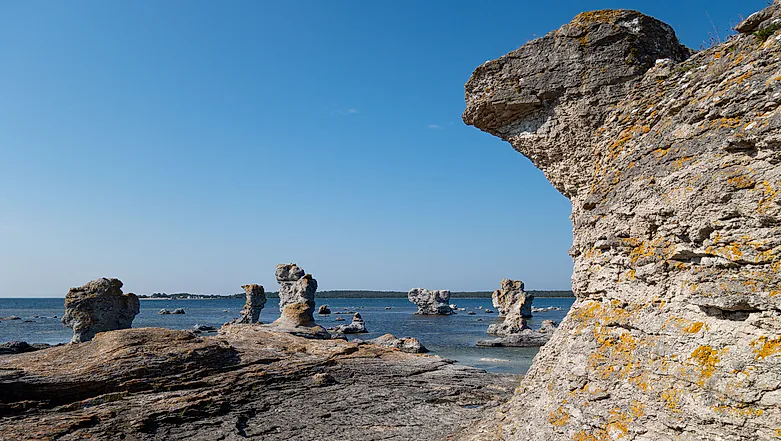 Gotlands natur - Gåsen out